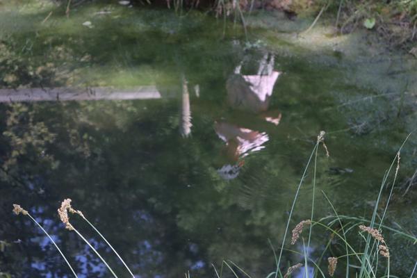 The photo captures a serene view of a body of water, likely a pond or slow-moving stream, covered in green algae and reflecting the sky and surrounding elements